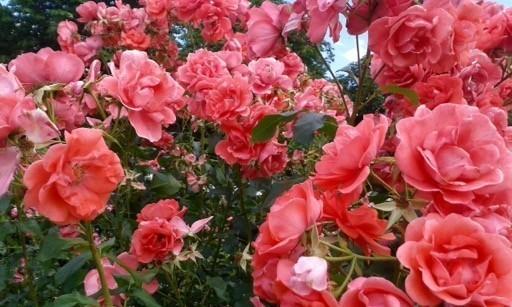 Я лелею в саду свою розу...