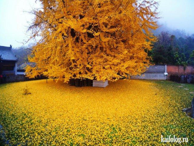 ЛИСТВЕННИЦА