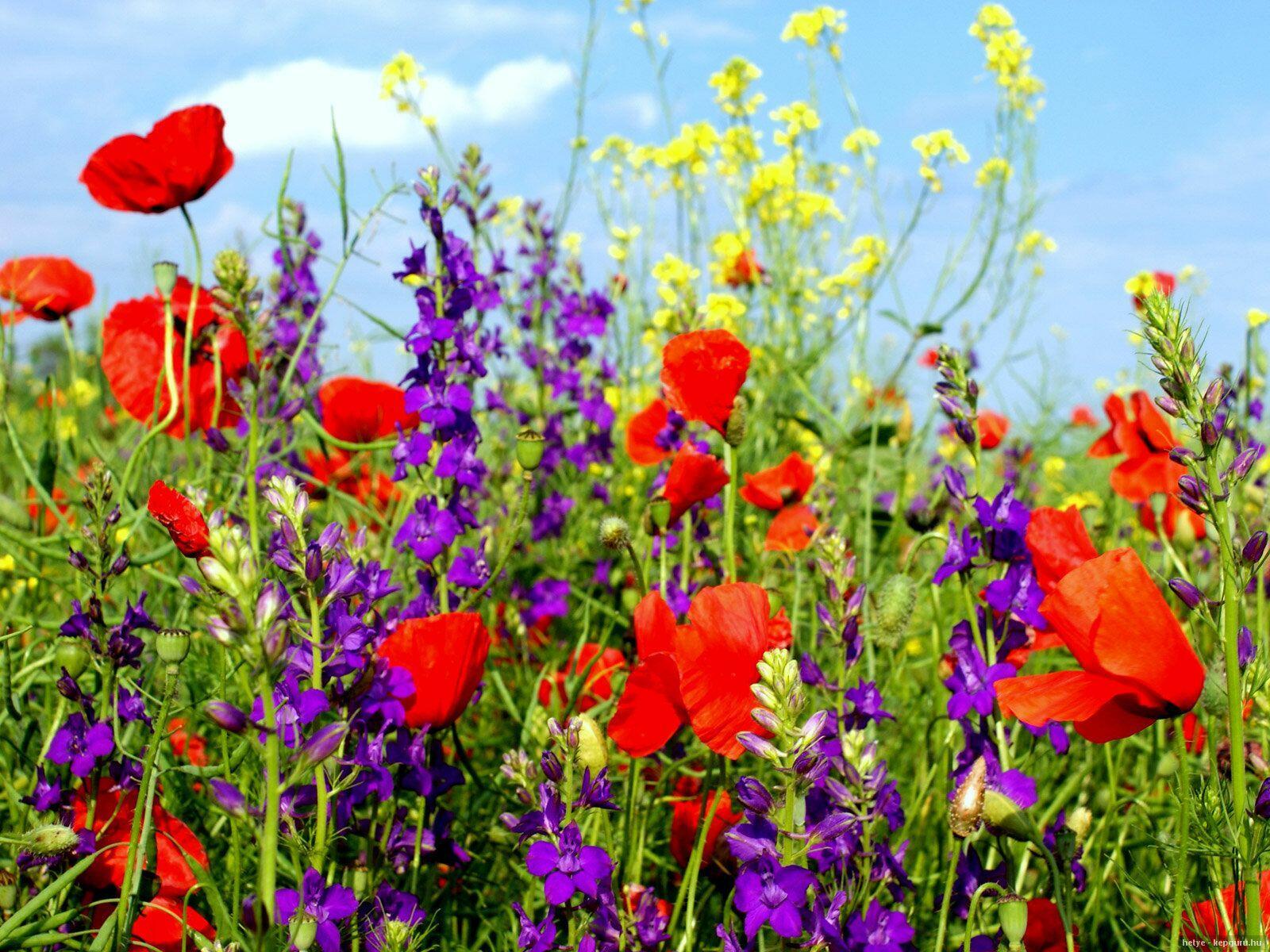 ЛЕТО В БОКАЛЕ