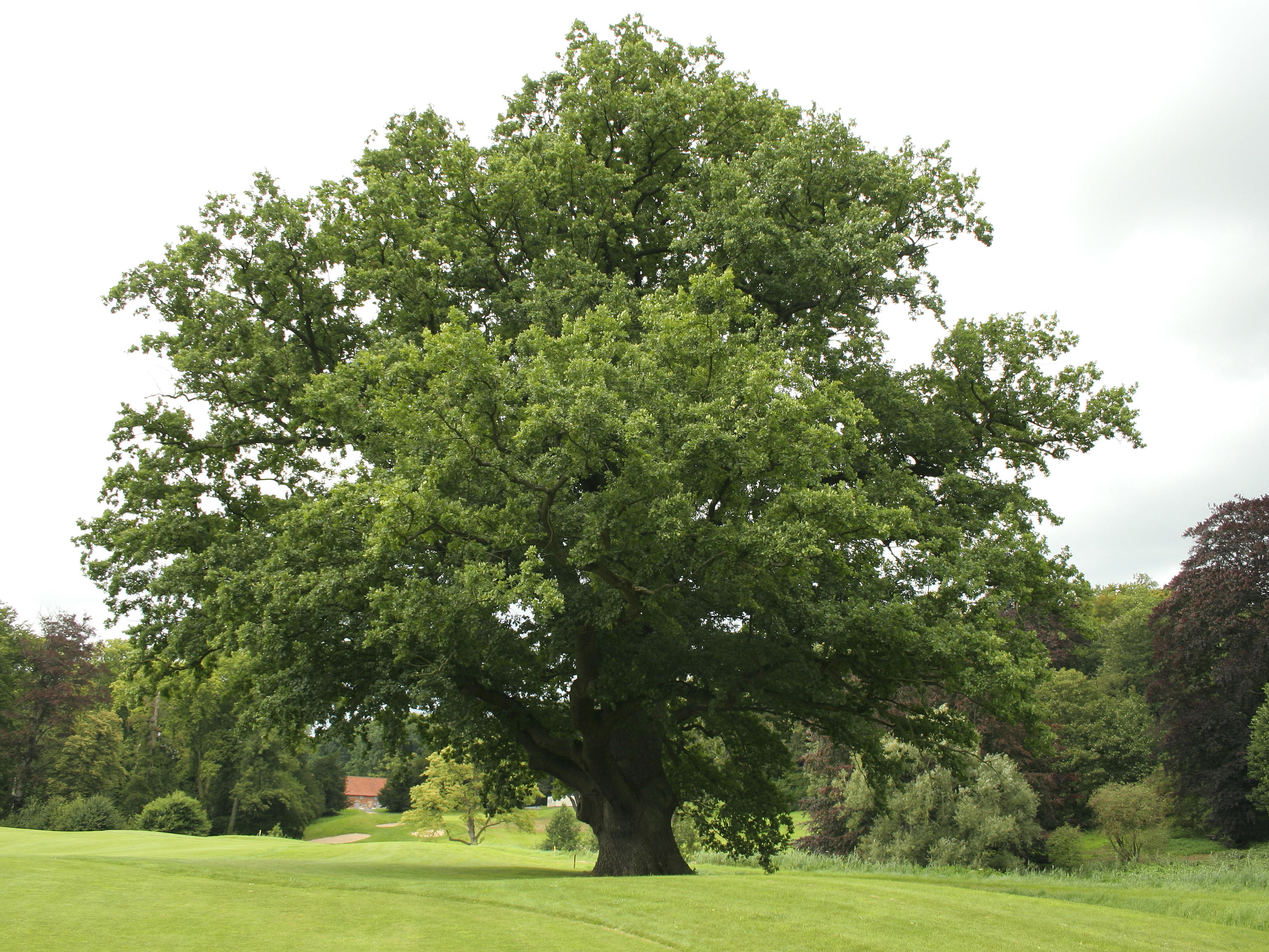 Знакомый Дуб