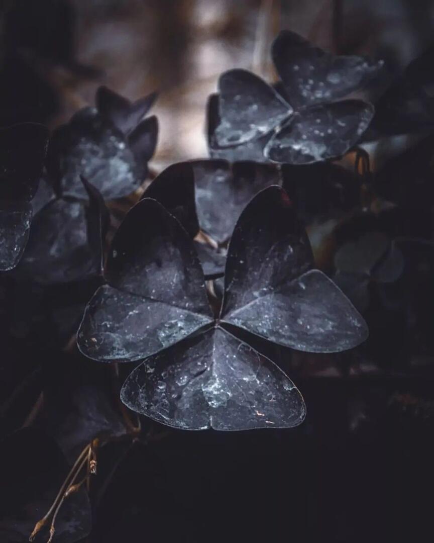 Фиолетово-Черные Мальвы