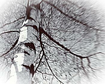 Тёмные черты