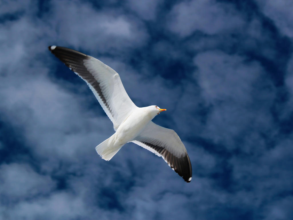 Серия... Люди в моей жизни. Чёрная книга. Чайка.
