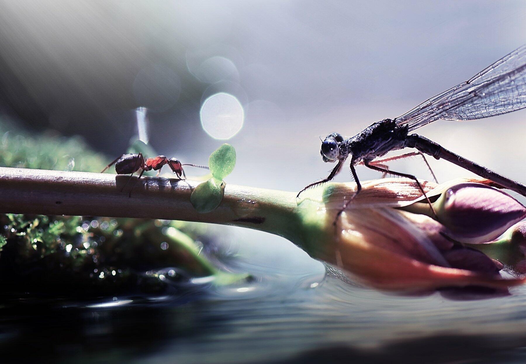 Стрекоза и муравей 