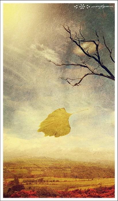 Ветер и лист