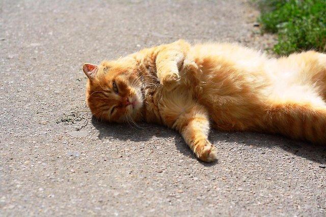 За окном шныряет птичка...(Отзыв на "Утро раннее"Владимира Кулаева.)