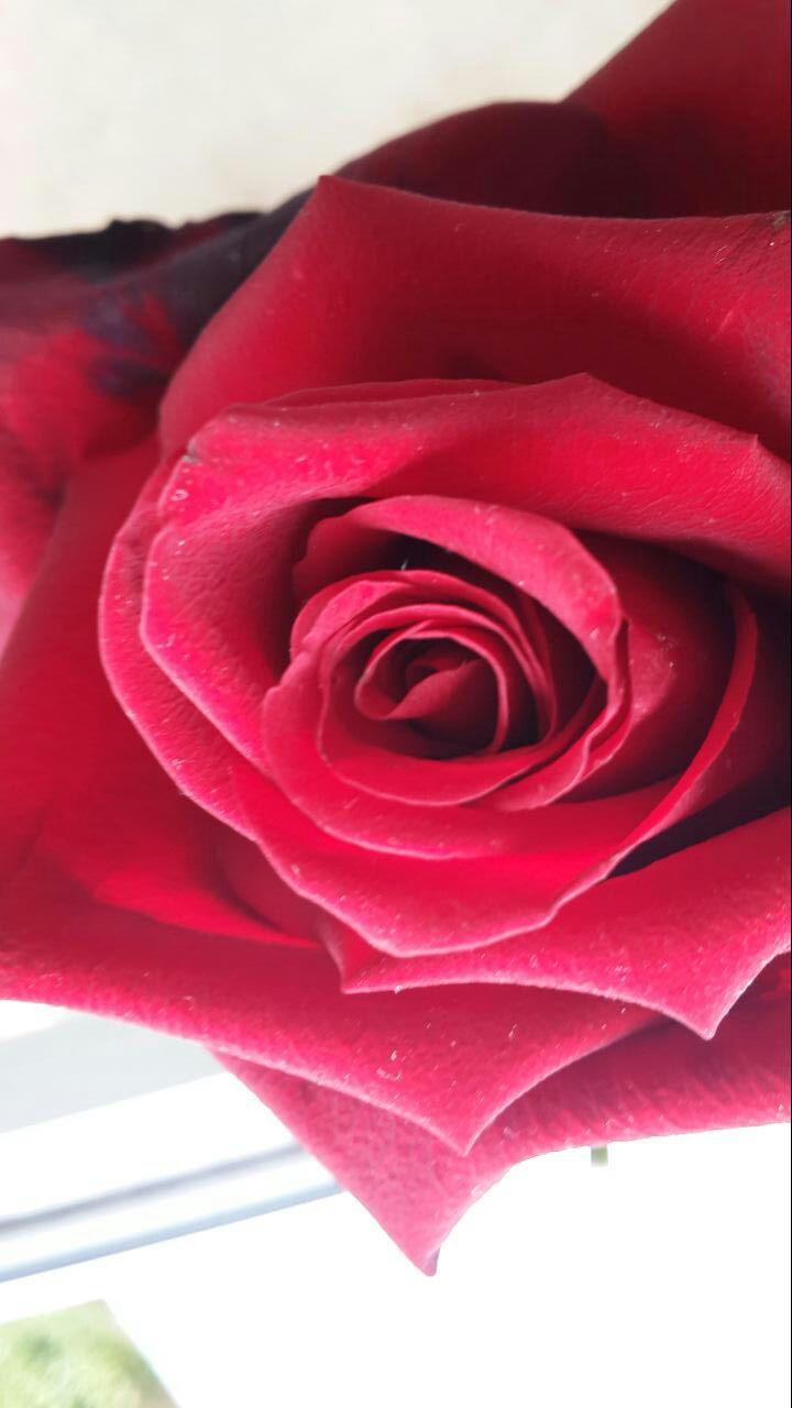 Вино из роз