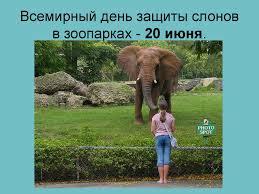 20 июня. Всемирный день защиты слонов в зоопарках  (Вэшки в календаре)