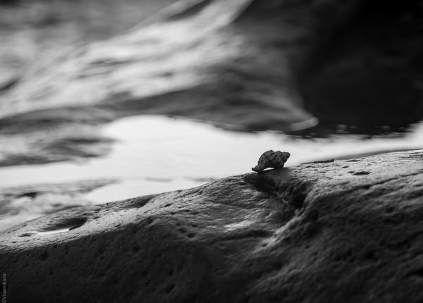 На плантациях псевдо-почестей