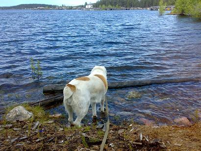 Плывут по жизни - в "никуда"