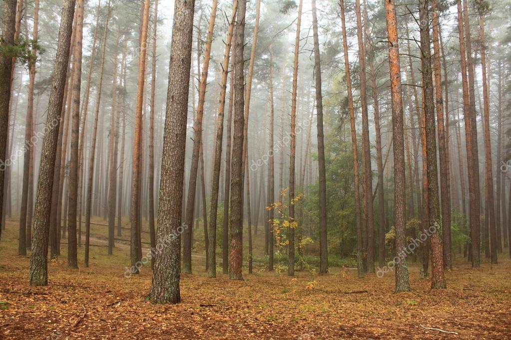 В осеннем лесу