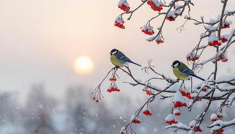 Светлее день с мороза утра... (добавлено аудио)