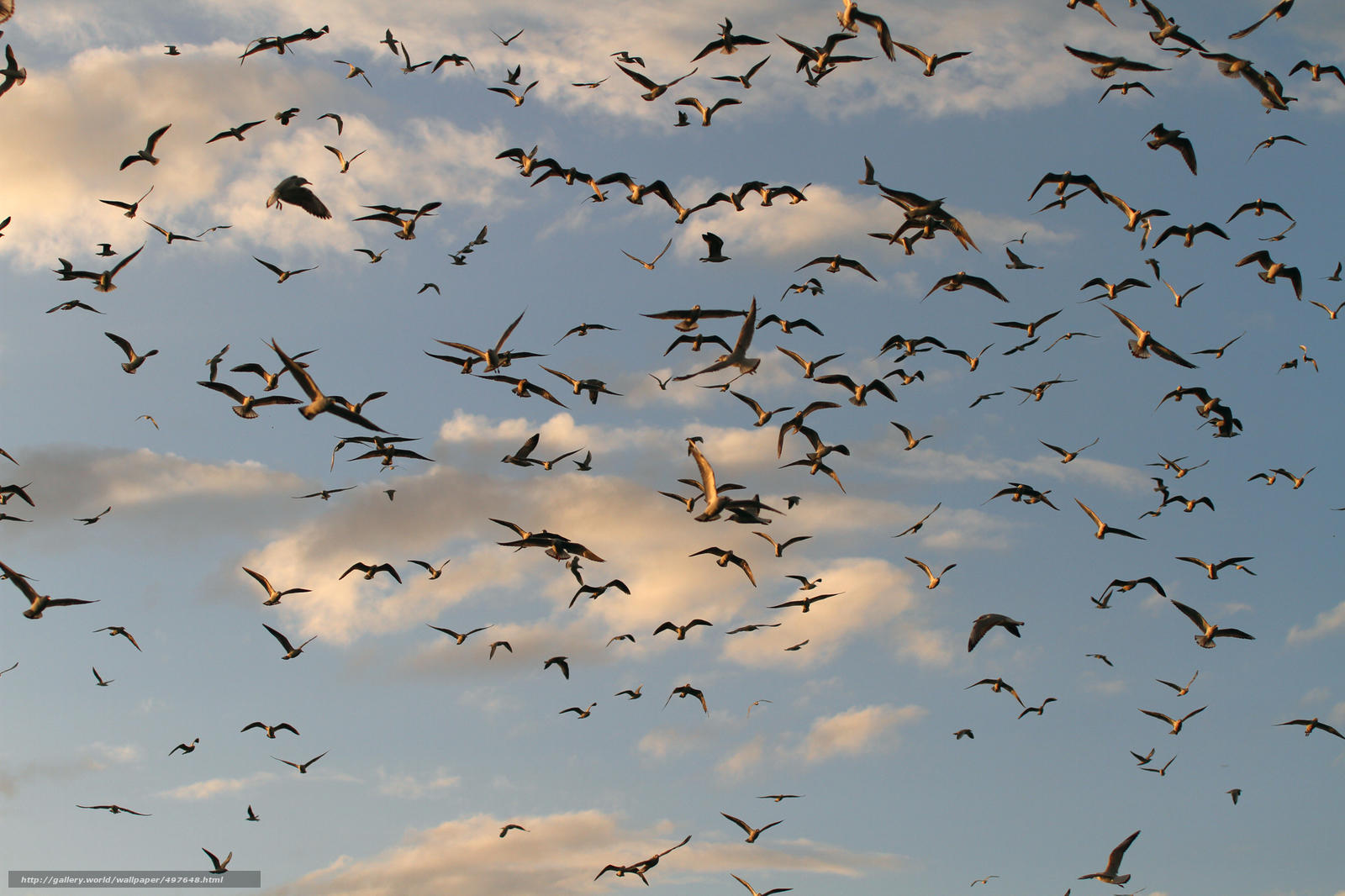 Перелетные птицы явление природы. Стая птиц. Птицы в небе. Стая птиц в небе. Много птиц в небе.