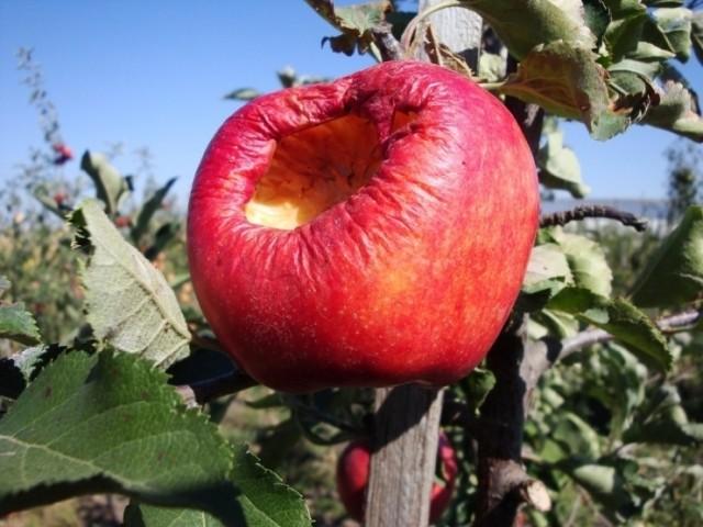 Жил червячок