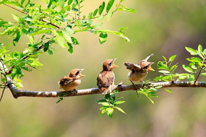 АНСАМБЛИ ЕСТЬ БЕРЁЗКА, ВИА