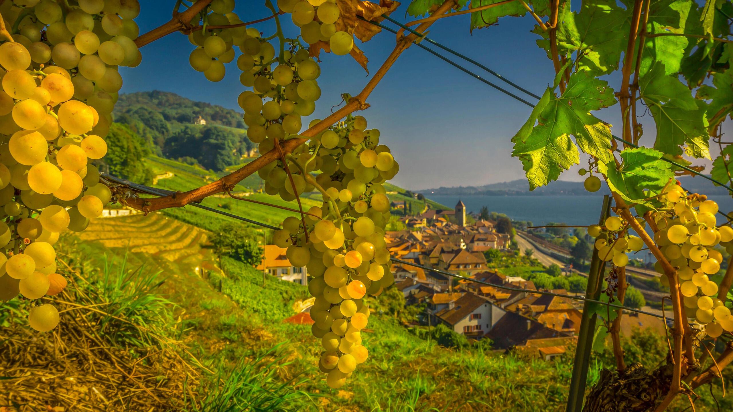 Величавый август.