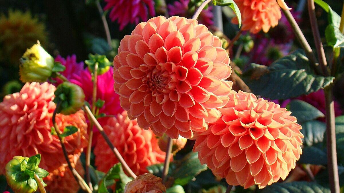 ГЕОРГИНЫ  ДО  СНЕГА  ЦВЕТУТ