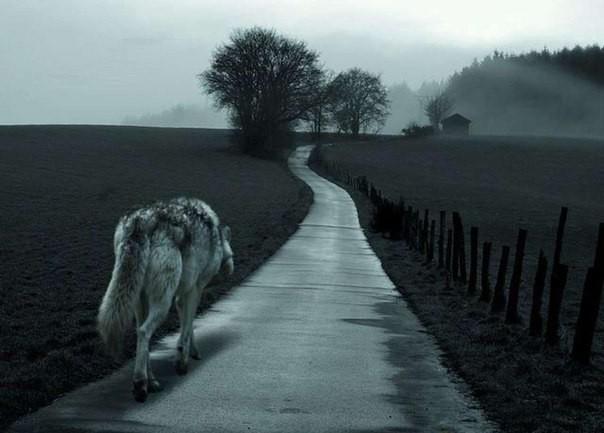 Побитый стаей старый волк…