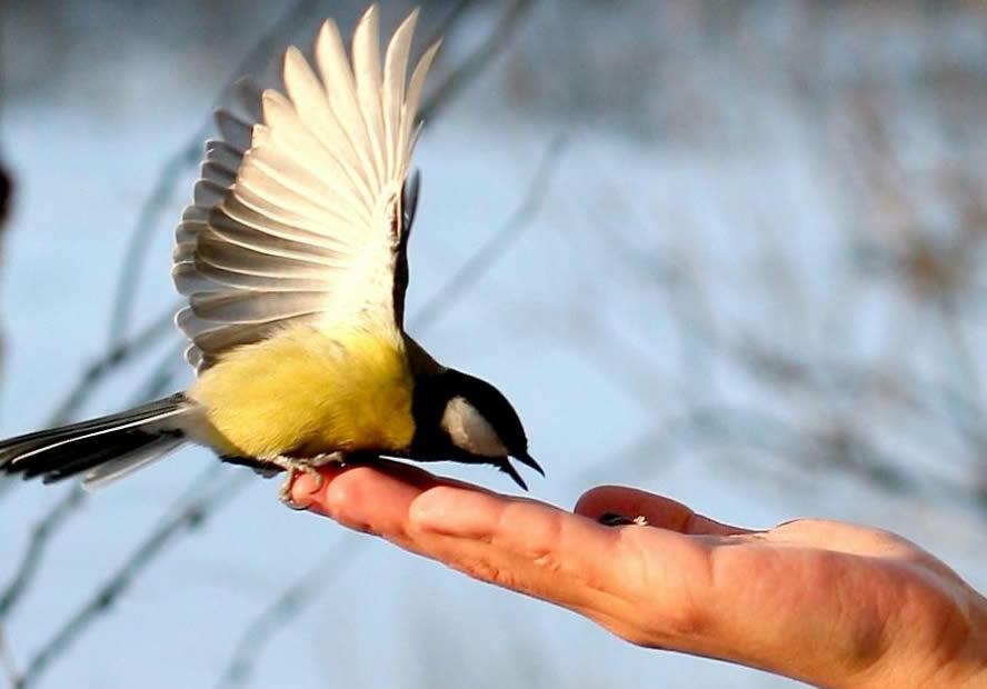 Душа уходит птицей в небо