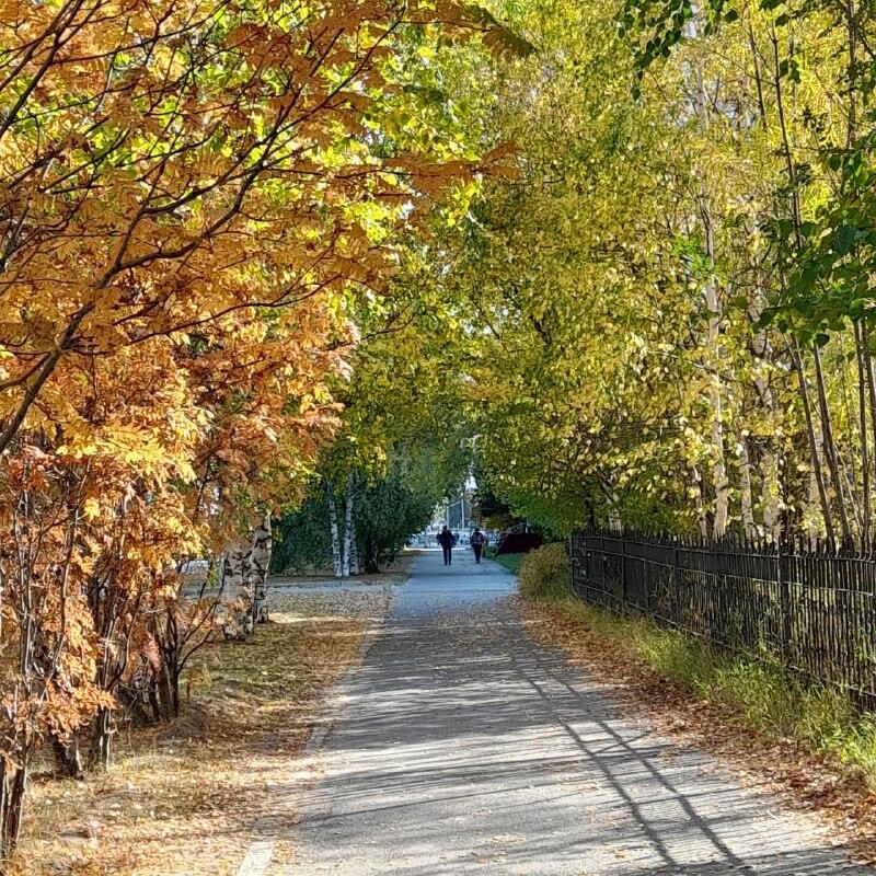 Золотая замять 