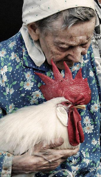 Голубь. миниатюра