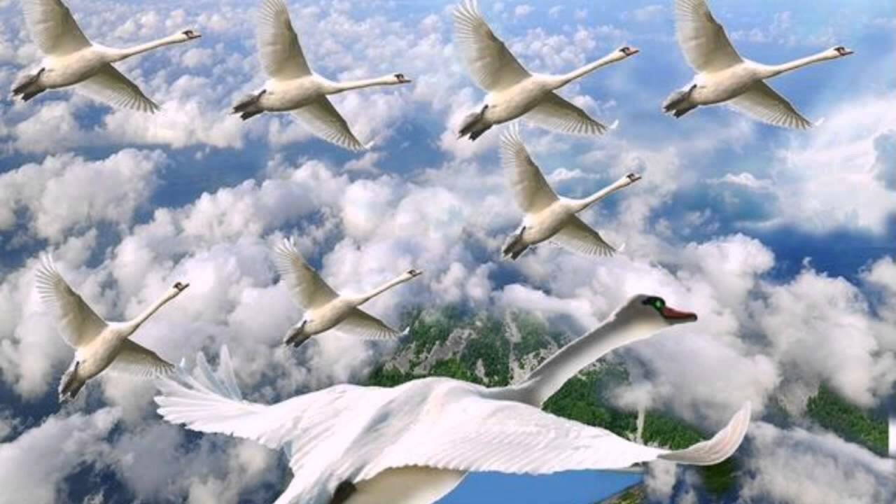 Белые журавли улетающие в небо. Стая лебедей. Журавль в небе. Птицы улетают. Стая лебедей в полете.