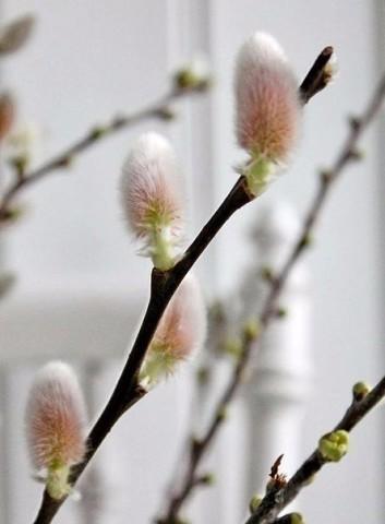 Вербное Воскресенье