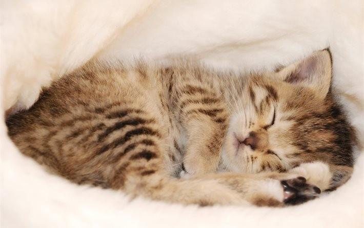 Ты сладко спишь,