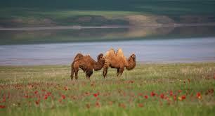 ТОСКА - рондель