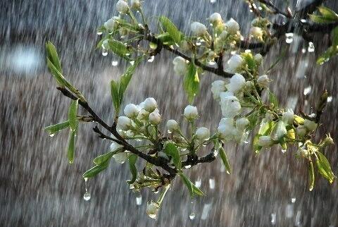 Ах, этот дождь в цветах весенних!