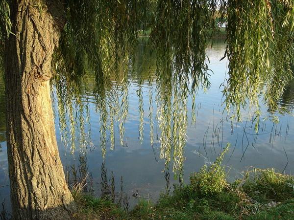 РЕЧЕНЬКА СМЕЛА