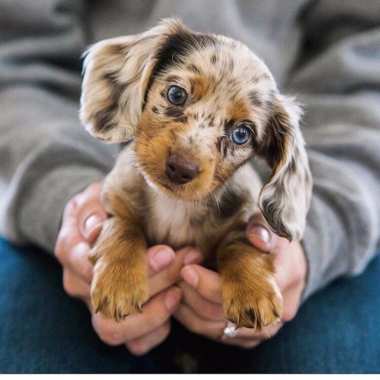 ты есть, ты весь, чего же болье.