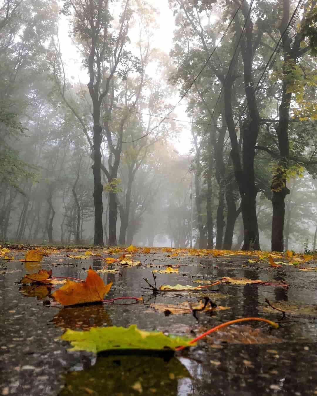 Раскажи мне милая про дождик