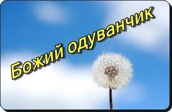 Божий одуванчик