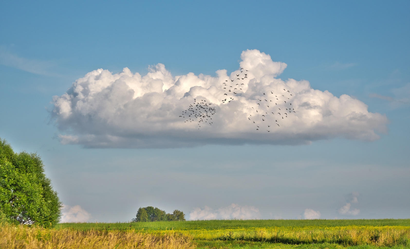 Стихотворение тучи по небу. Облака. Кучевые облака в поле. Летние Кучевые облака над полем. Кучевые облака.