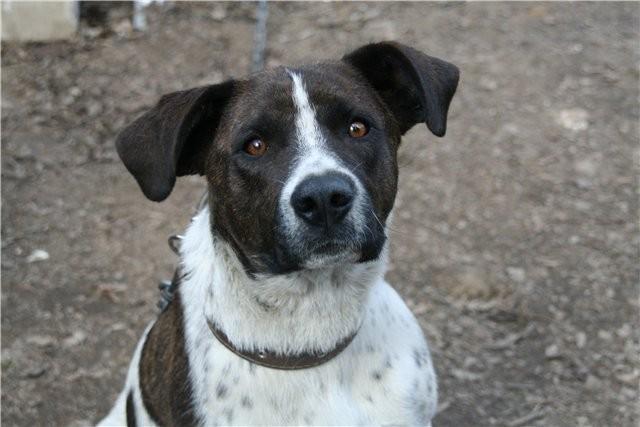 Блудливый пес