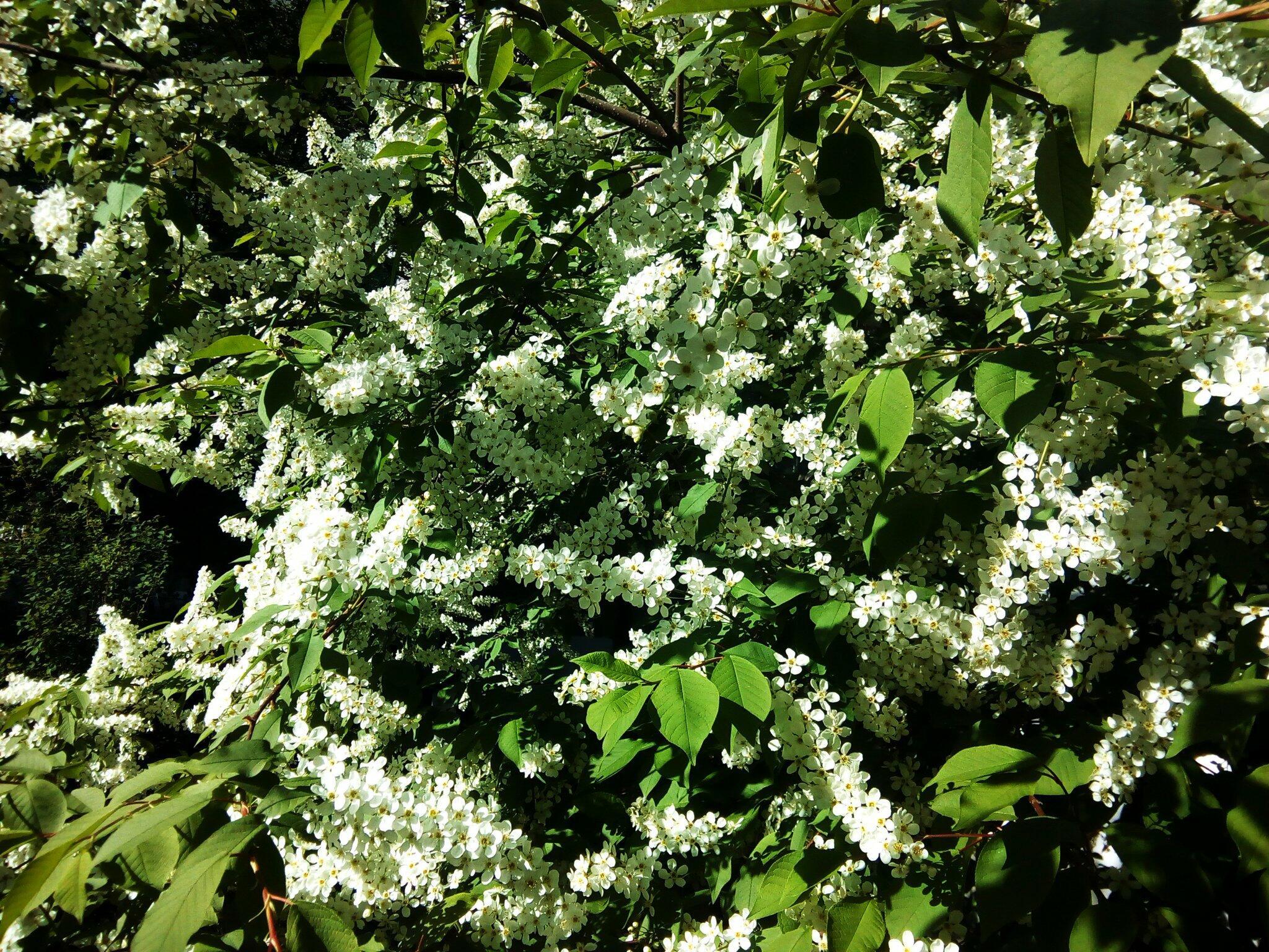 Семицветье