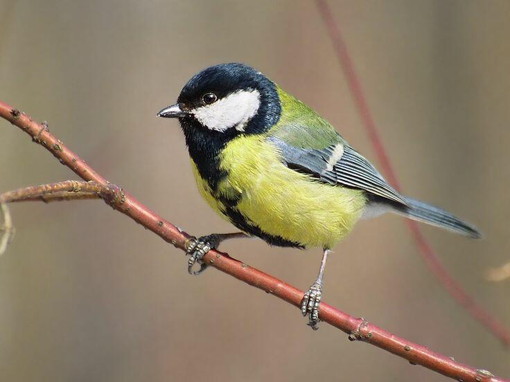 августа дождик