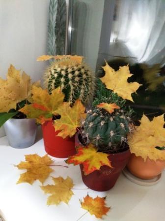 Осень и кактусы