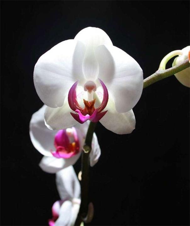 Лепесток орхидеи...