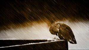 Воробьиный бог