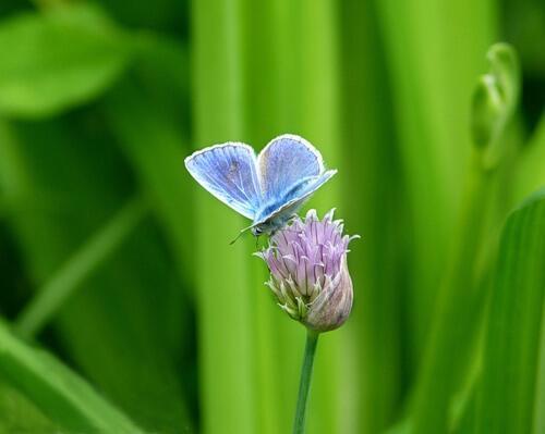 Картинки с цветами и мотыльками