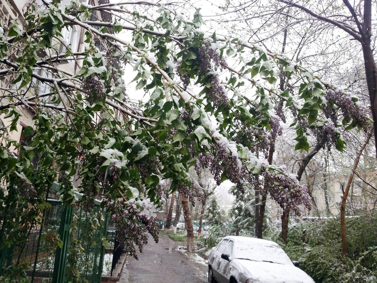 Метет апрельская метель