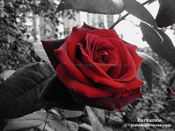 НА  КЛУМБЕ. 15 марта - День мечтания о розовых кустах