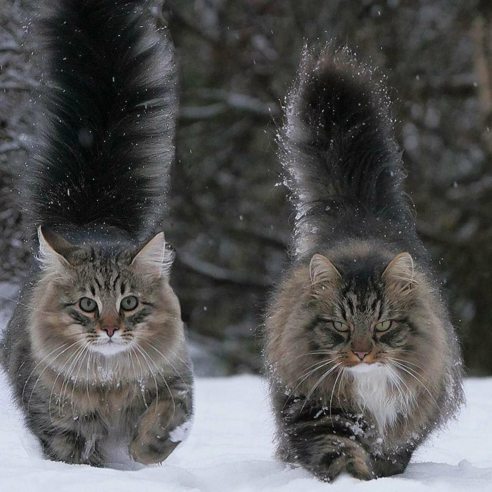 Кот два д. Норвежский Лесной кот. Норвежская Лесная кошка и Мейн кун. Сибирский Лесной кот. Норвежская Лесная кошка котята.