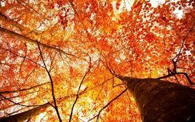 ОСЕНЬ ПРОСИТ...