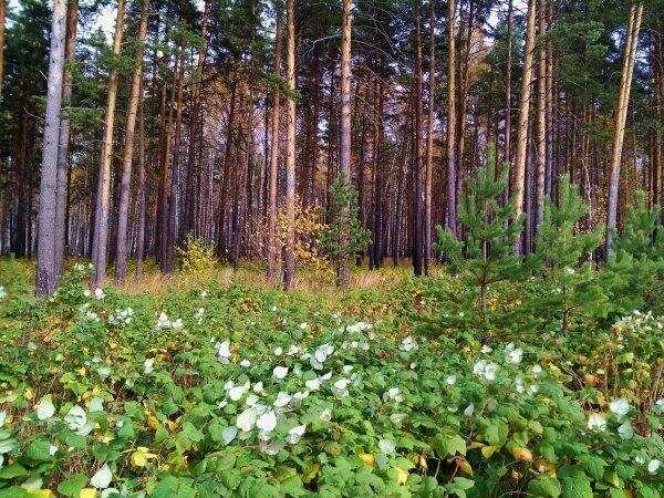 Гуляю вновь в бору сосновом