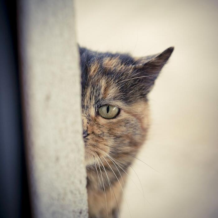 Любопытство