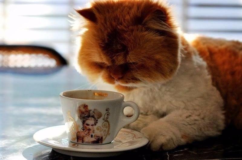 "Чайку" (17.12.2017)