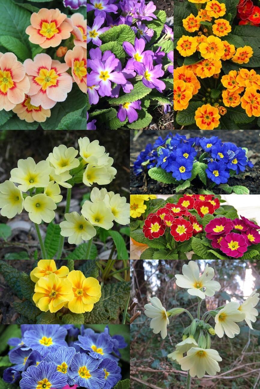 Среди первых